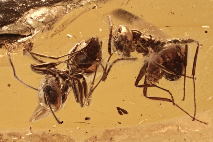 Two Detailed Fossil Ants (Formicinae) In Baltic Amber #343298